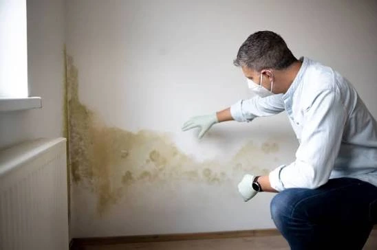 Technician inspecting an interior wall for mold growth