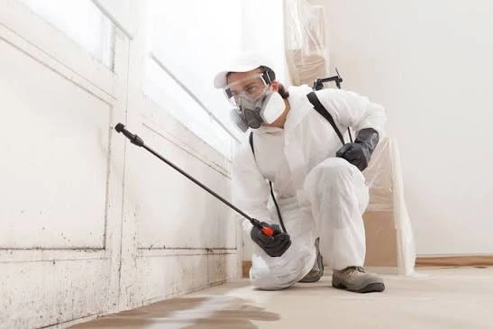 Technician treating mold near a window and baseboard with containment sheeting in place